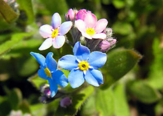 ฟอร์เก็ท มี น็อท (Forget Me Not) คละ / 1,000 เม็ด (UK)*