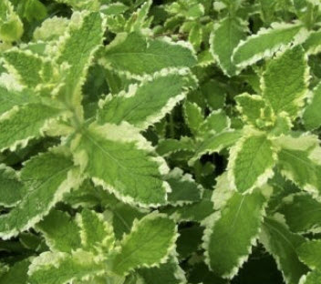 พายแอบเปิ้ล มินท์ (Pineapple Mint) / 15 เม็ด (Hungary)