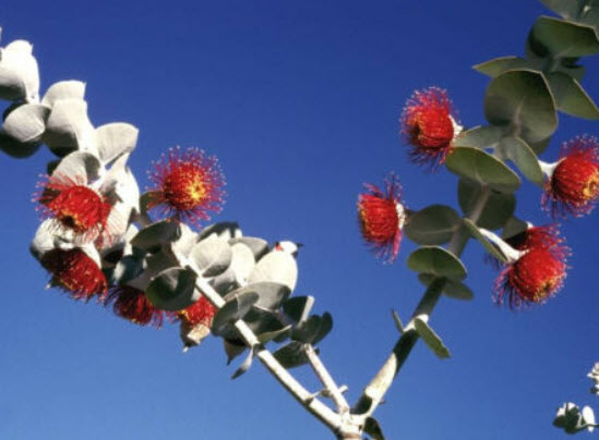 ยูคา โรส มอลลี่ (Rose Mally) / 15 เม็ด (Portugal)