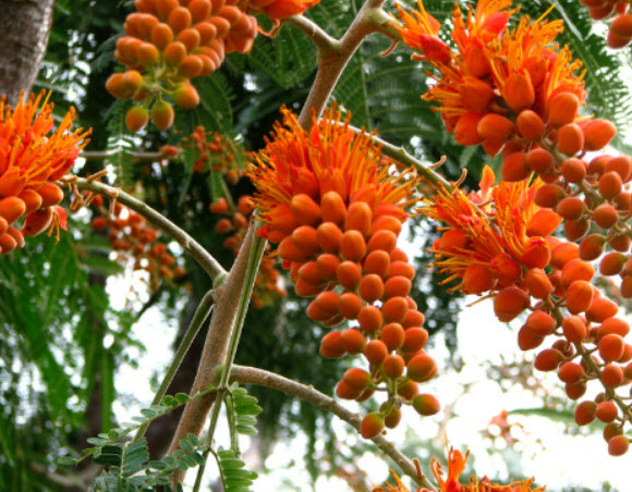 ต้นทองพลุ (Colville's Glory) สูง 20-40 ซ.ม.