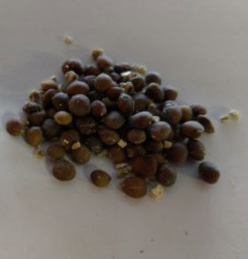 ไชนีส พิสตาชิโอ (Chinese Pistachio) / 20 เม็ด (UK)