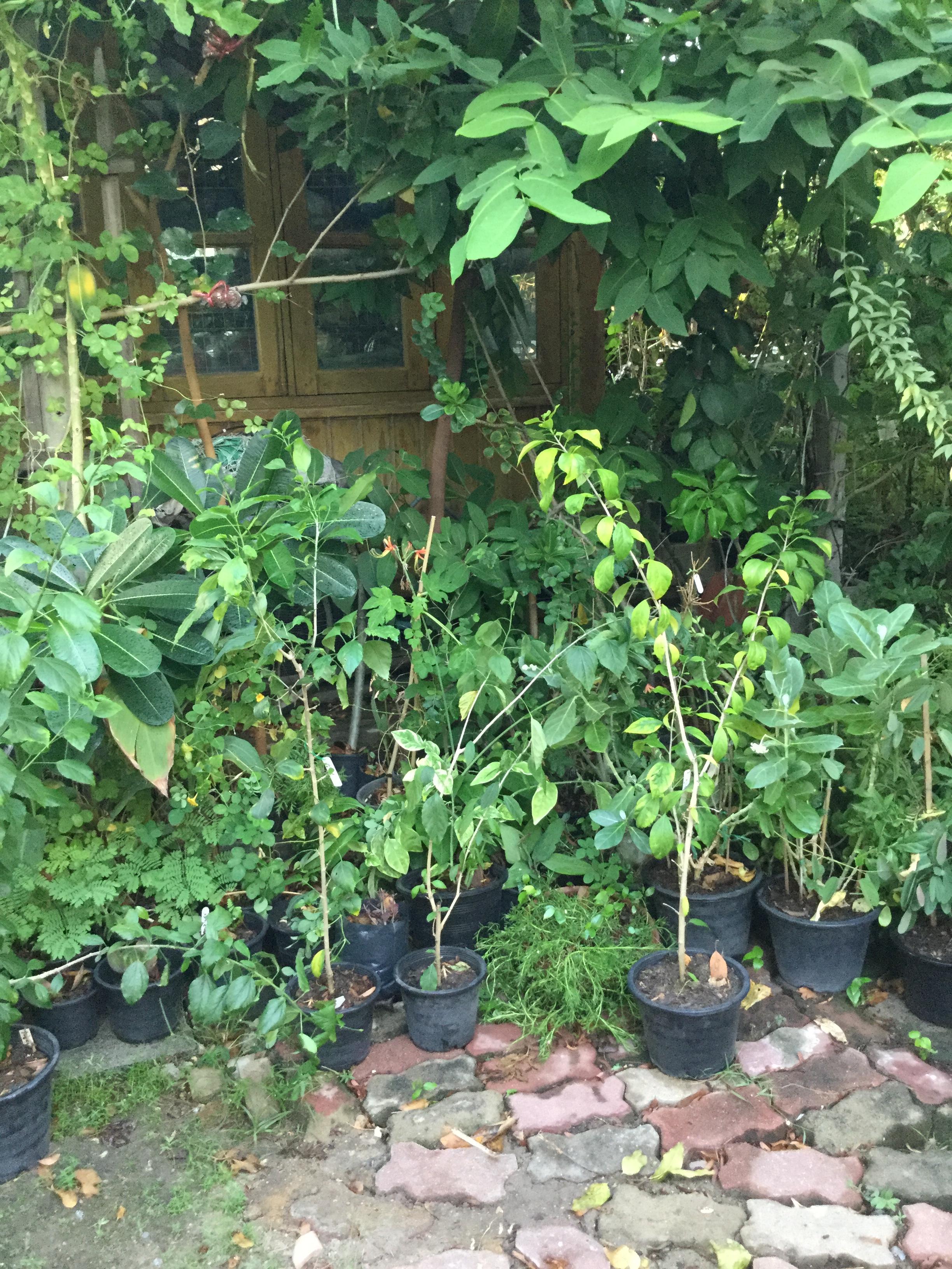 ต้นพู่ระหง ดอกฝอย กระถาง 10 นิ้ว สูง 70-100 ซ.ม./ ต้น