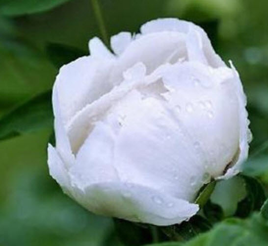โบตั๋น (Peony) ขาว / 20 เม็ด (นอก)