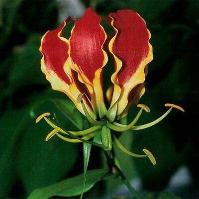 ดองดึง (Flame lily / Climbing lily) แดง-เหลือง / 50 เม็ด