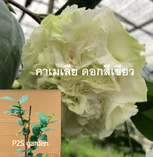 ต้น คามิเลีย คาเมเลีย Camellia ดอกสีเขียว สูง 50-60 ซ.ม./ ต้น