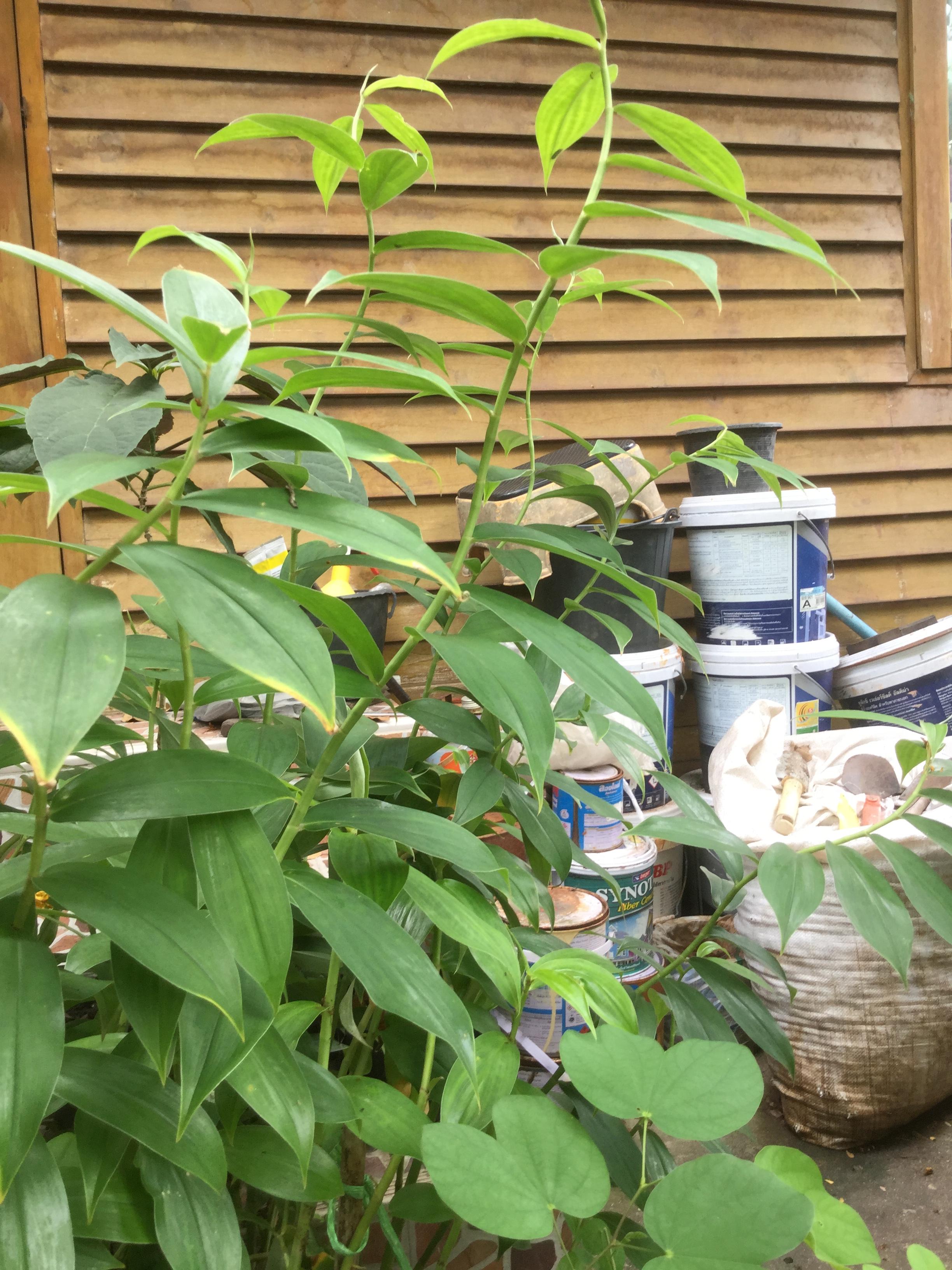 ต้นเอื้องหมายนา (Malay ginger) ดอกสีขาว สูง 60-100 ซ.ม. / ต้น