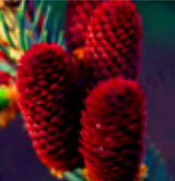 สนเกาหลี (Abies Koreana) คละสี / 100 เม็ด