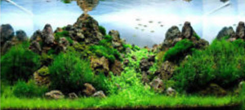 ต้นไม้น้ำ ใบใหญ่ (L) / 1 ถุง