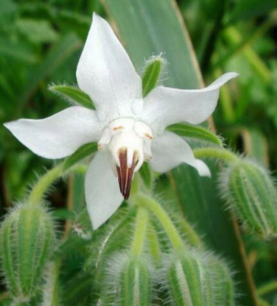 โบราจ (Borage) สีขาว / 50 เม็ด (Portugal)
