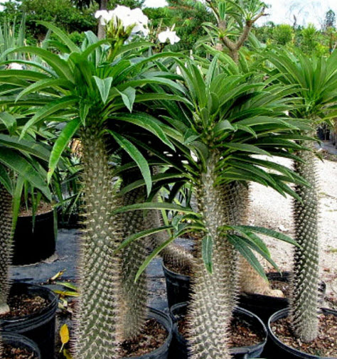 ปาล์มมาดากัสการ์ (Madagascar palm) / 10 เม็ด (Portugal)