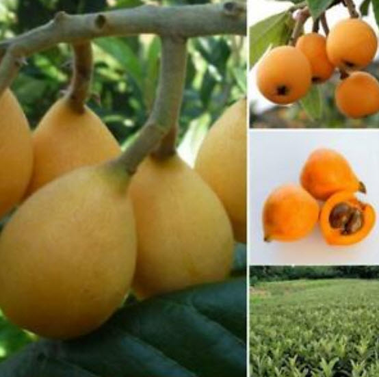 บ๊วยจีน หรือโลควอท (Chinese plum / Loquat) / 5 เม็ด (China)