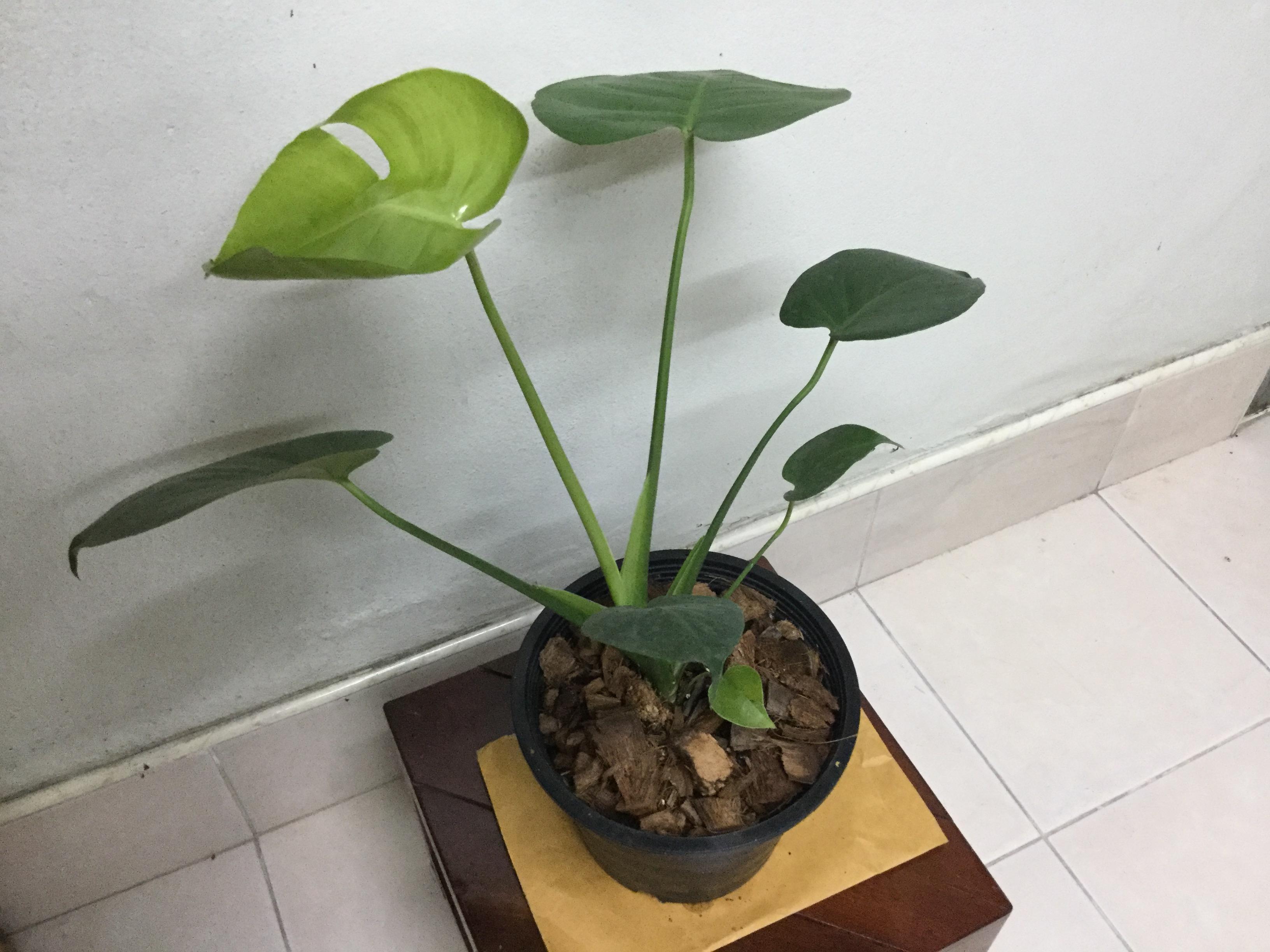 ต้นมอนสเตอร่า ไจแอนท์ (L) / ต้น