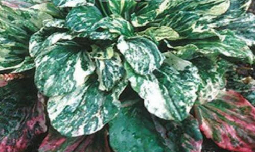 ผักกาดน้ำ (Plantago major) ใบด่าง / 25 เม็ด (USA)