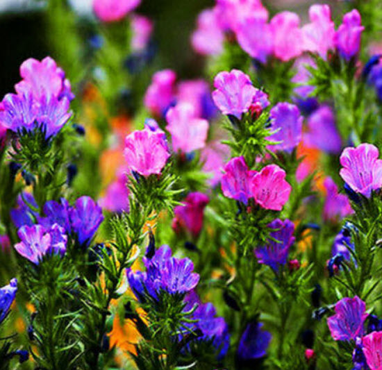 ไวเปอร์ บูกลอส (Vipor's Bugloss) คละสี / 220 เม็ด (UK)