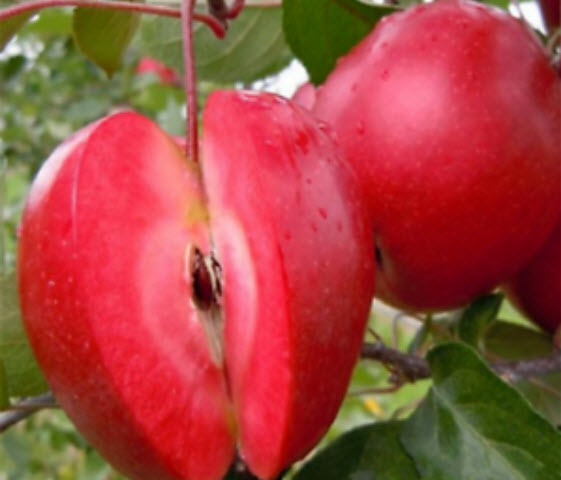 แอปเปิ้ลแดง (Red Apple) / 30 เม็ด (นอก)