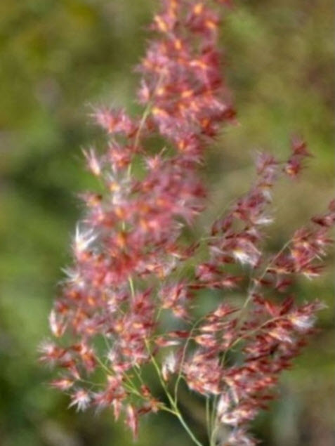 หญ้าดอกชมพู หญ้าชมพู pink grass 250 เม็ด (P2S)