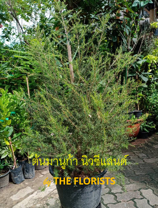 ต้นมานูก้า นิวซีแลนด์ ดอกสีขาว (Manuka) กระถาง 10 นิ้ว สูง 50-70 ซ.ม. / ต้น