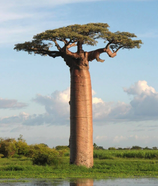 ต้นเบาบับ มาดากัสก้า (Baobab Tree) สูง 20-40 ซ.ม.