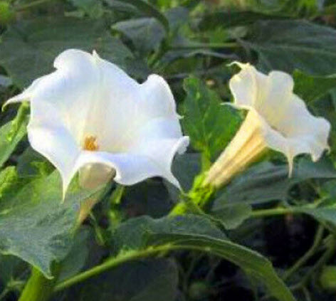 ลำโพงดอกขาว (Devil's Trumpet / Datura metel) / 50 เม็ด (UK)