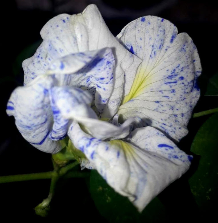 อัญชัน ดอกด่าง กลีบซ้อน / 5 เม็ด หายากมาก