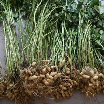 ถั่วลิสง (Groundnut Peanut) / 20 เม็ด (นอก)