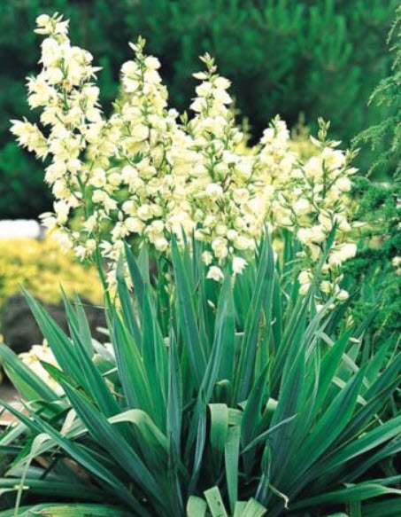 ยุคค่า หรือยัคคา (Yucca) สีขาว / 10 เม็ด+