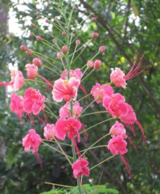 หางนกยูง ดอกสีชมพู / 5 เม็ด (Barbados)