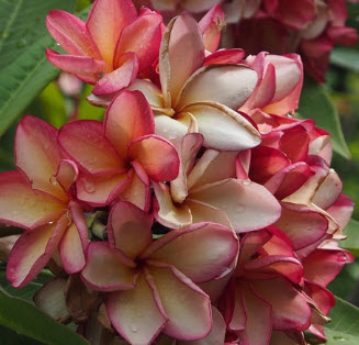 ต้นลีลาวดีพวงหยก กระถาง สูง 80-100 ซ.ม. / ต้น