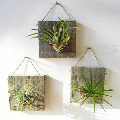 ทิลแลนด์เซีย (Tillandsia) คละ / 100 เม็ด