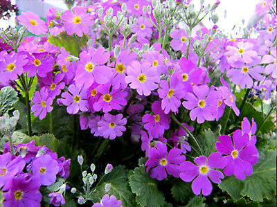 พริมโรส แฟรี่ (Fairy Primrose) คละ / 200 เม็ด (UK)