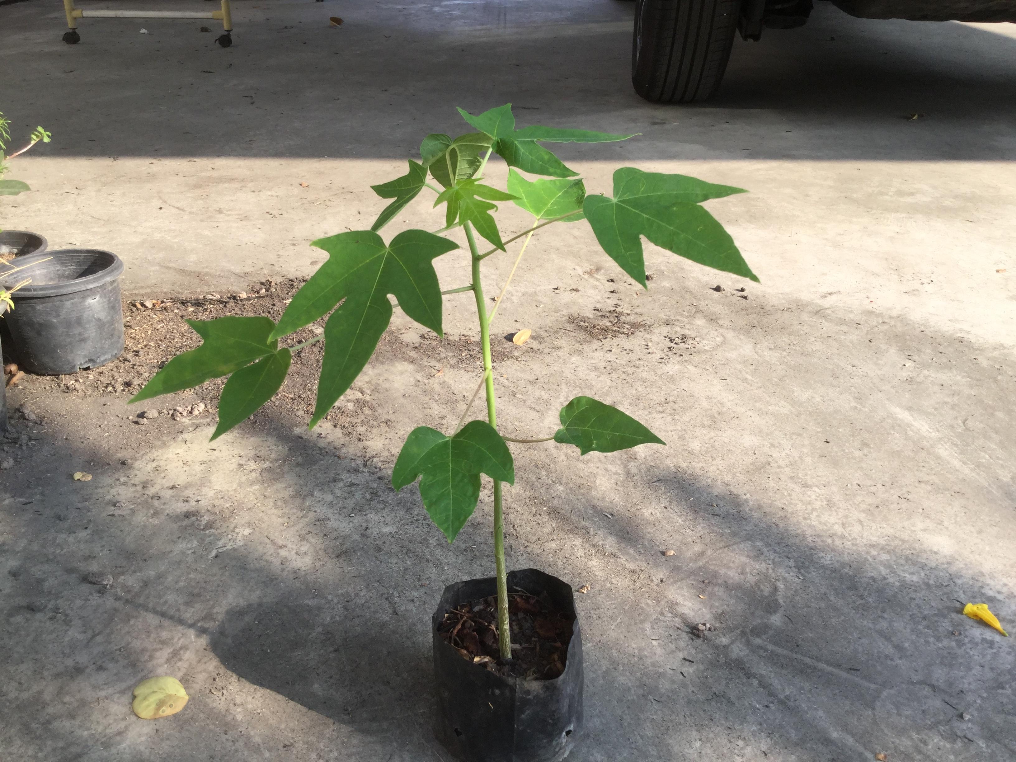 ต้นกล้ามะละกอแขกนวลต้นเตี้ย / ต้น