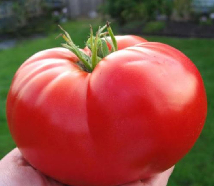 มะเขือเทศยักษ์ (Belgium Tomato) / 100 เม็ด