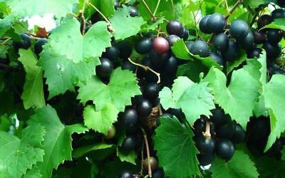 องุ่นมัสคาดีนดำ (Black Mascadine Grape) / 5 เม็ด (USA)
