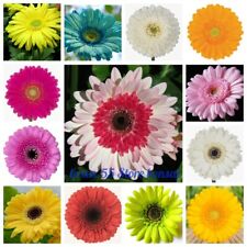 เยอบีร่า (Gerbera) คละ 40 สี / 100 เม็ด