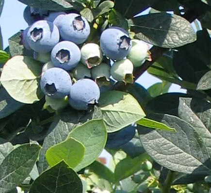 ต้นบลูเบอรี่ มิสตี้ Blueberry Misty อายุต้น 4 ปี+ สูง 60- 90 ซ.ม.