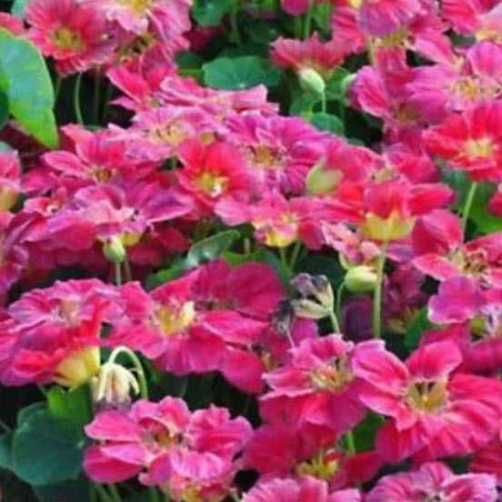 แนสเตอเตียม (Nasturtium) สีชมพู / 25 เม็ด