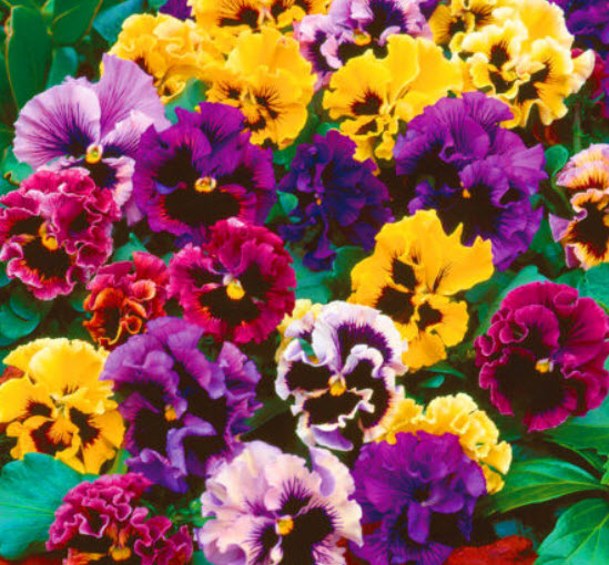 แพนซี (Pansy Swiss Can Can) คละ / 300 เม็ด (UK)