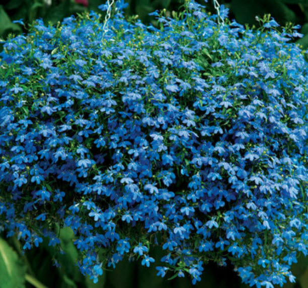 โลบีเลียเลื้อย สีฟ้า (Trailing Lobelia) / 3,000 เม็ด (Serbia)