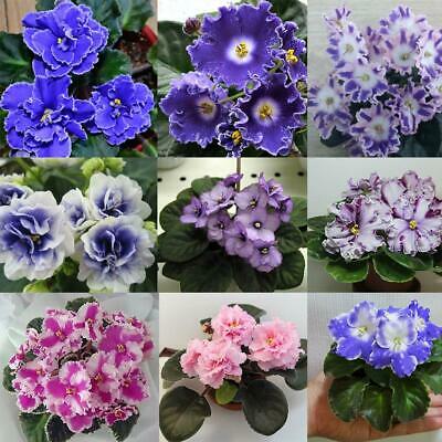 แอฟริกันไวโอเล็ต (African Violet) คละ / 100 เม็ด