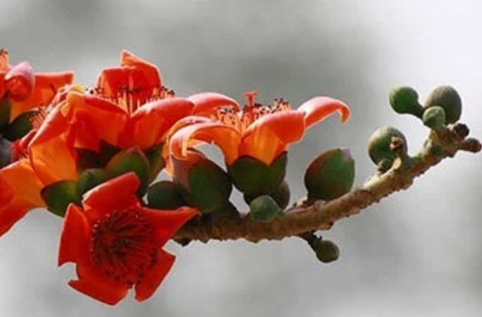 งิ้วแดง งิ้วป่า งิ้วปงแดง งิ้วหนาม / 10 เม็ด