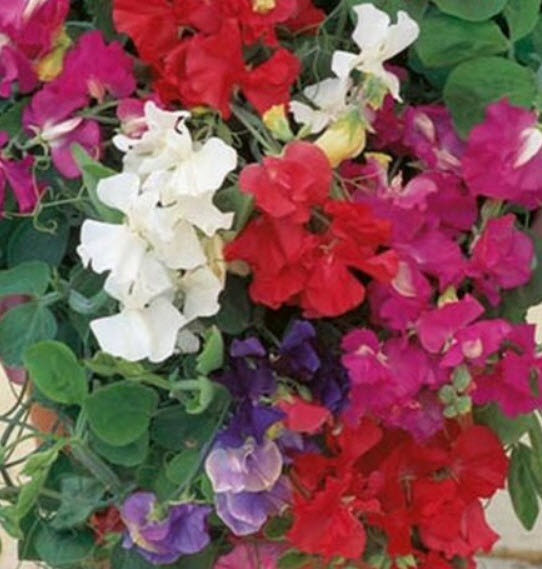 สวีทพี รอยัล (Sweet Pea Royal) คละ / 6 เม็ด (UK)