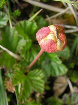 คลาวด์เบอรี่ (Cloudberry) / 20 เม็ด (นอก)