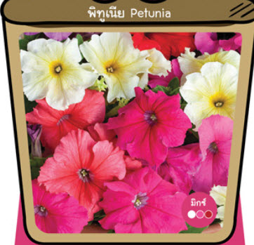 พิทูเนีย อีซี่ เวฟ (Petunia - Easy Wave) คละ / ซอง 30 เม็ด