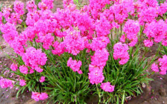 แคทฟลายร์ (Catchfly - Lychnis viscaria) สีชมพู / 2,500 เม็ด (UK)