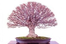 เซลโคว่าญี่ปุ่น (Zelkova Japan) / 25 เม็ด (France)