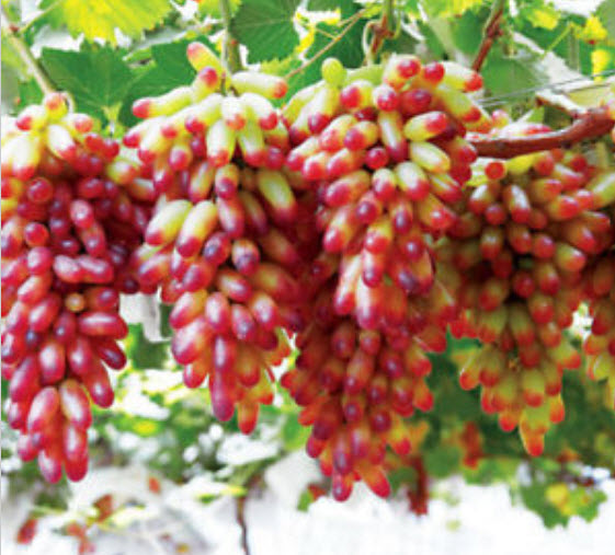 องุ่น ลูกกลม คละสี (S019) / 50 เม็ด (นอก)