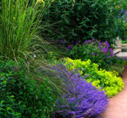 แค็ทนิพ (Catnip / Catmint) / 600 เม็ด (UK)