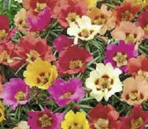 แพรเซี่ยงไฮ้ (Portulaca grandiflora) คละสี ดอกใหญ่ / ซอง (Ukraine)