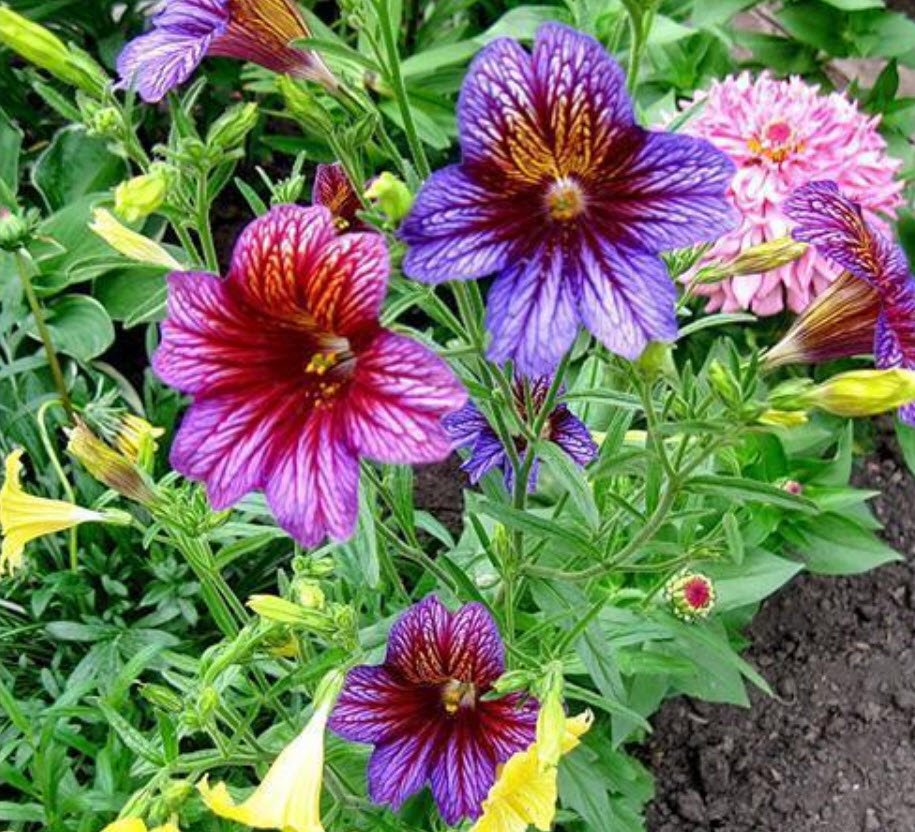 ซาลพิกลอสซิส (Salpiglossis sinuata /Painted Tongue) คละ / 2,000 เม็ด (นอก)