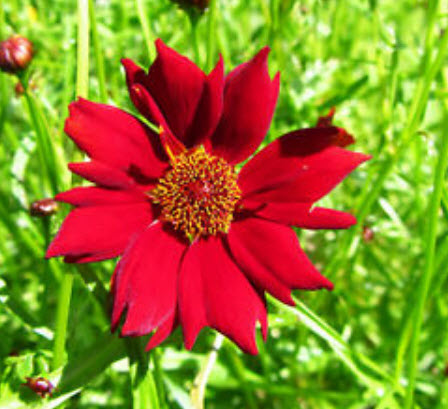 ดอกไม้ไหว (Coreopsi) สีแดง พันธุ์เตี้ย / 750 เม็ด (UK)